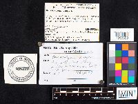 Auriscalpium vulgare image