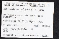 Auriscalpium vulgare image