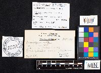 Auriscalpium vulgare image