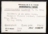 Auriscalpium vulgare image