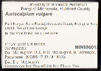 Auriscalpium vulgare image