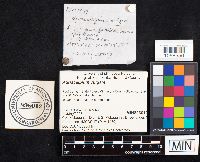 Auriscalpium vulgare image