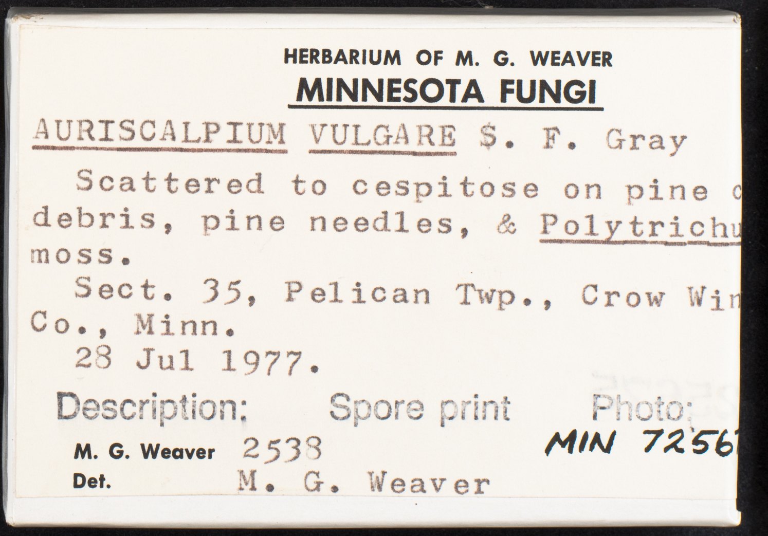 Auriscalpium vulgare image