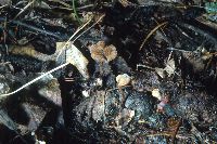 Auriscalpium vulgare image