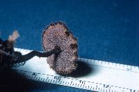 Auriscalpium vulgare image