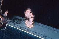 Auriscalpium vulgare image