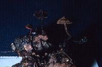 Auriscalpium vulgare image