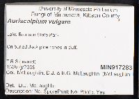 Auriscalpium vulgare image