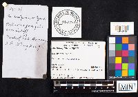 Auriscalpium vulgare image