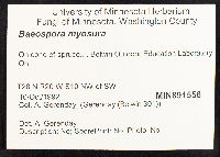 Baeospora myosura image