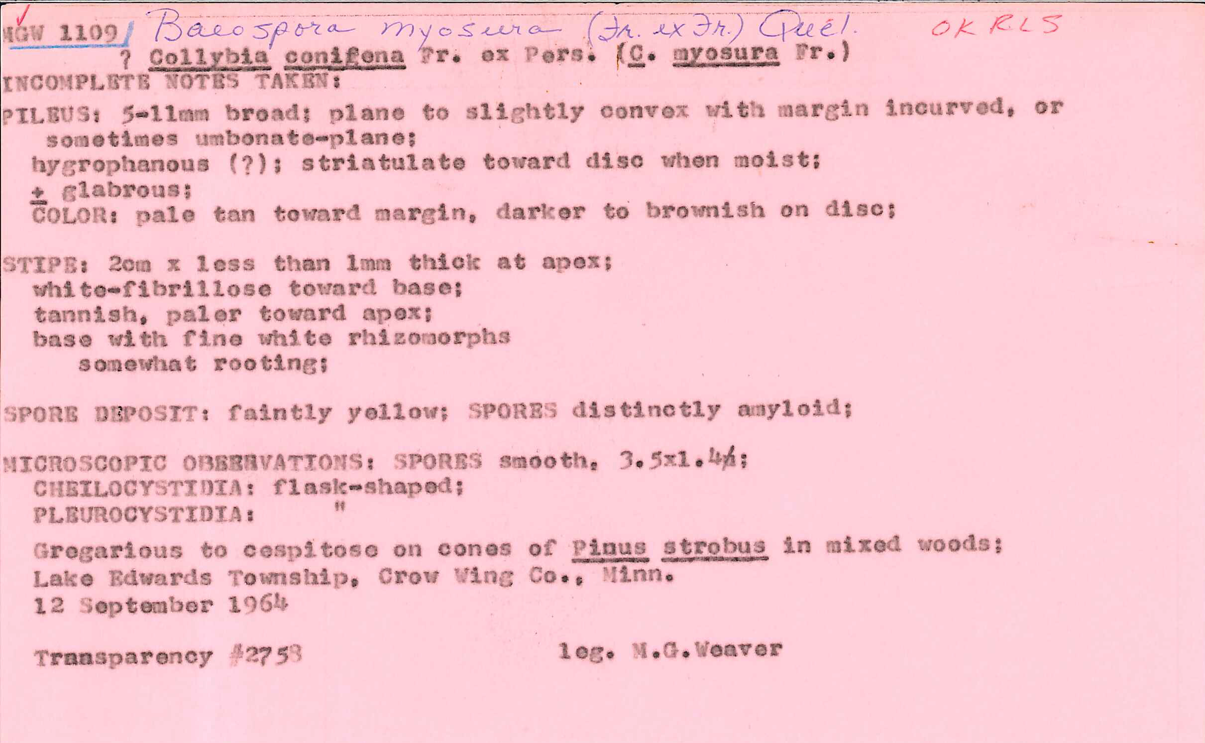 Baeospora myosura image