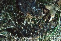 Baeospora myosura image