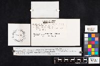 Baeospora myosura image