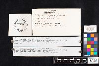 Baeospora myosura image