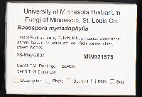 Baeospora myriadophylla image