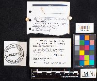 Baeospora myriadophylla image