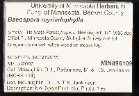 Baeospora myriadophylla image