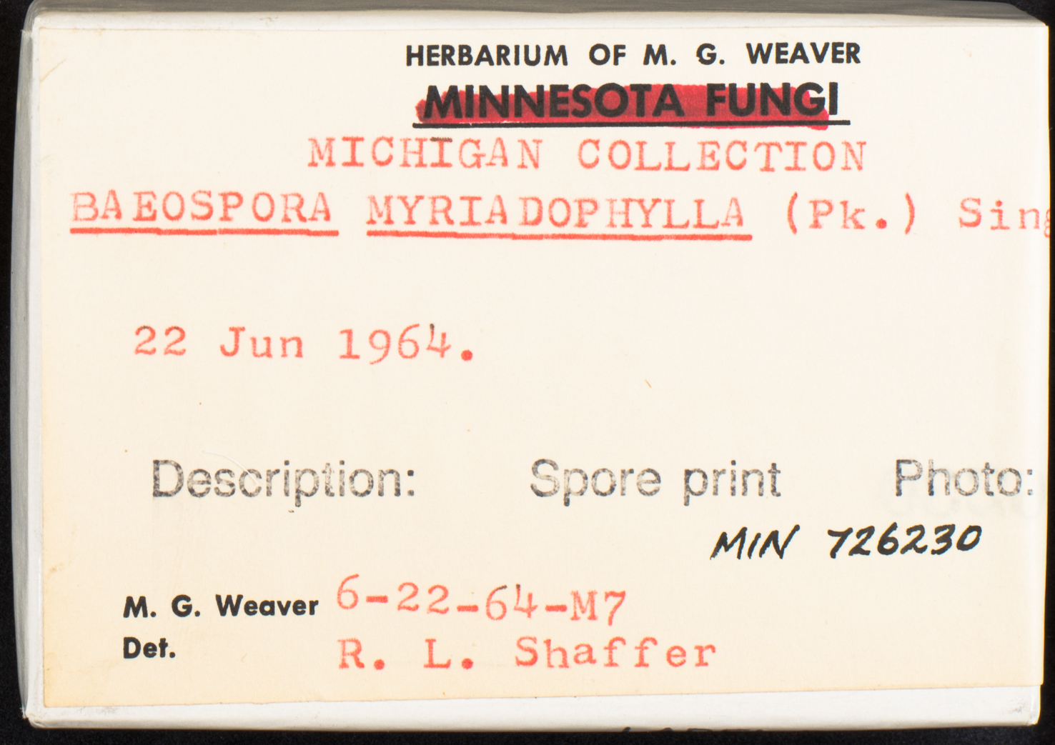 Baeospora myriadophylla image