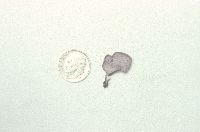 Baeospora myriadophylla image