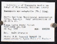 Baeospora myriadophylla image