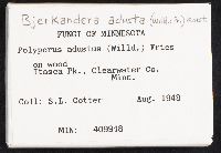 Bjerkandera adusta image