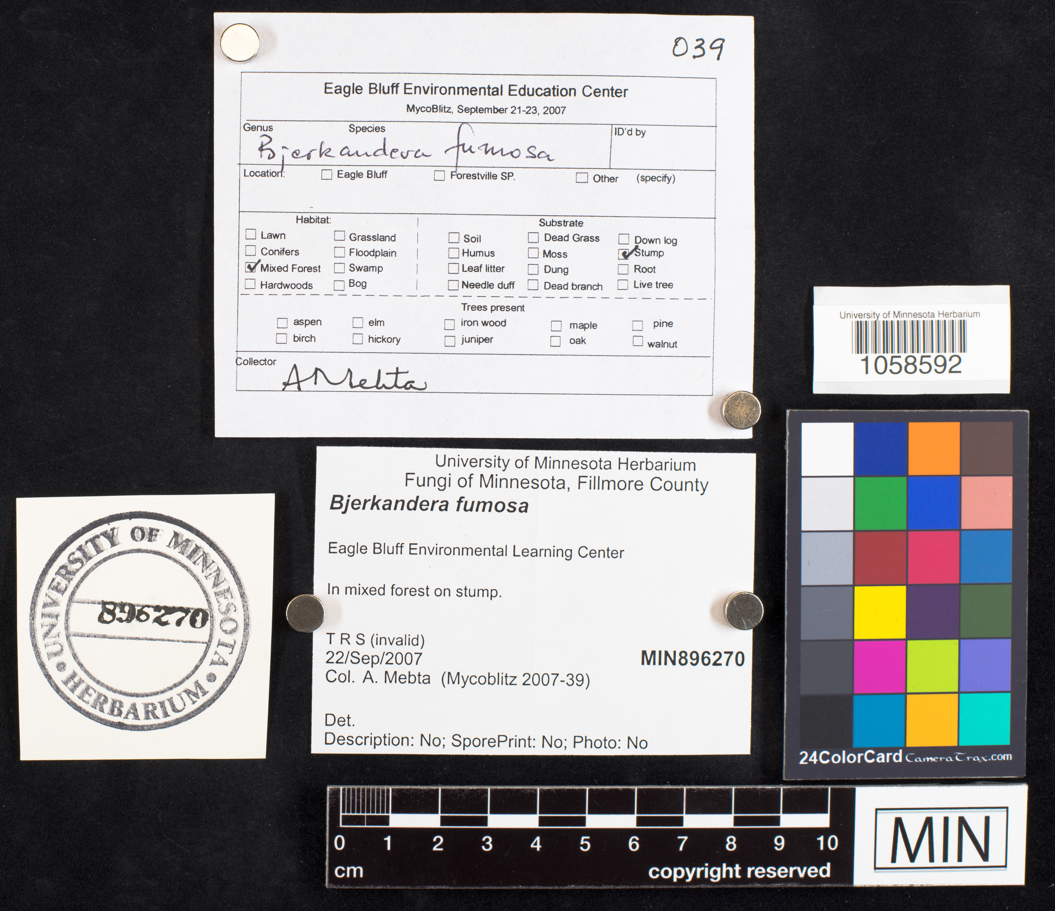 Bjerkandera fumosa image