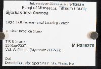 Bjerkandera fumosa image