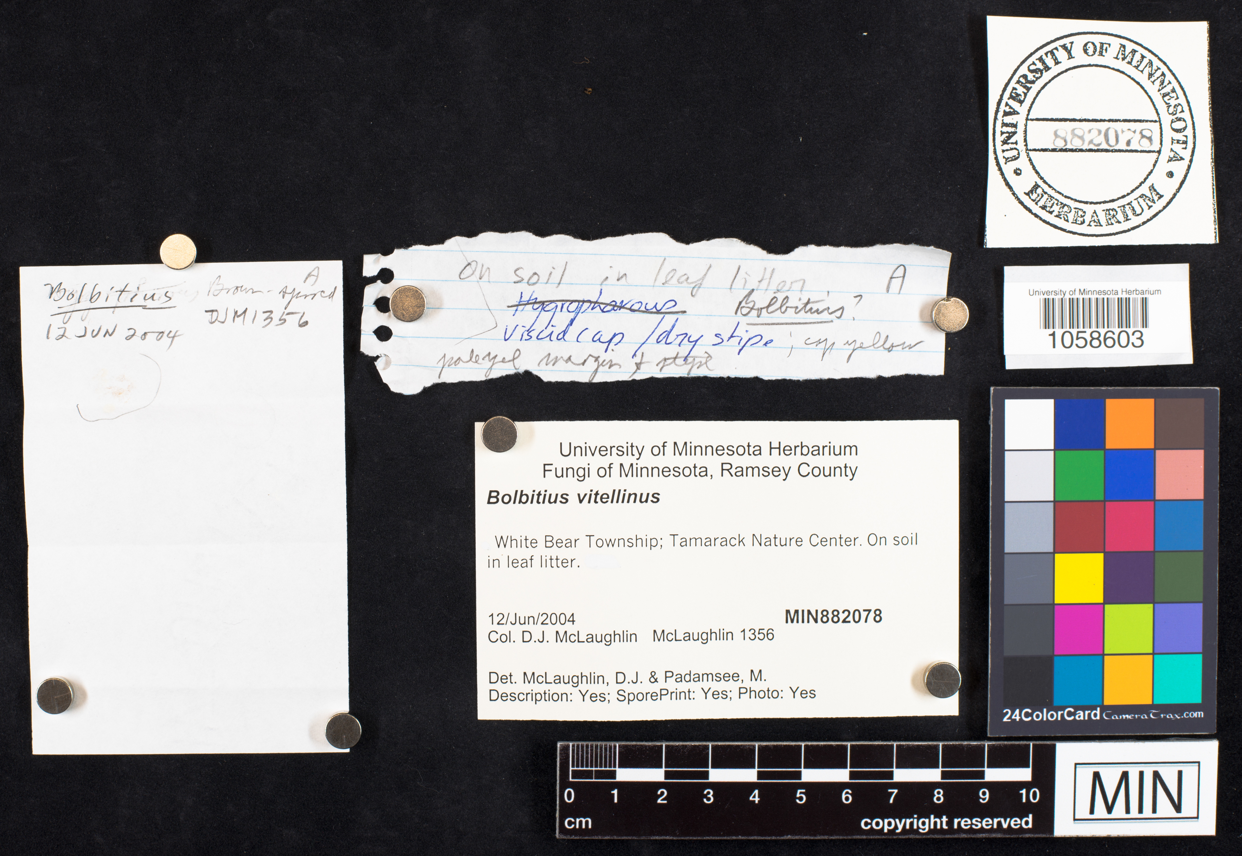 Bolbitius vitellinus image