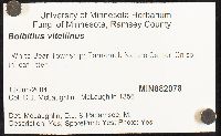 Bolbitius vitellinus image