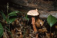 Boletellus russellii image