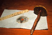 Boletellus russellii image