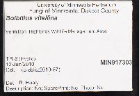 Bolbitius vitellinus image