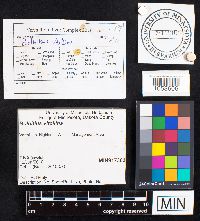 Bolbitius vitellinus image