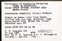 Boletellus russellii image