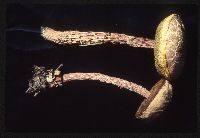 Image of Boletellus russellii