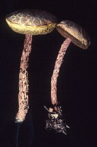 Boletellus russellii image