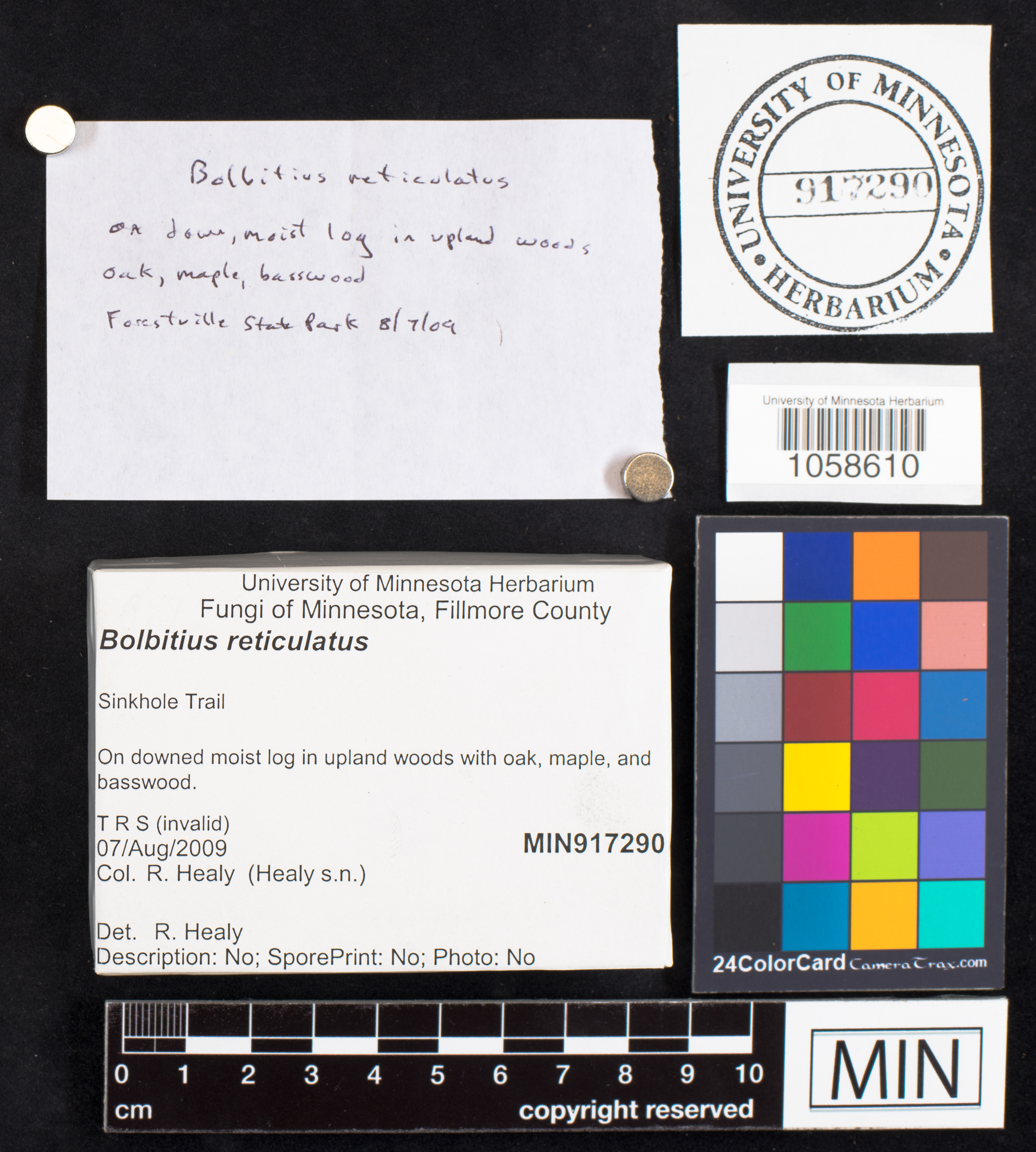 Bolbitius reticulatus image