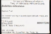 Bolbitius reticulatus image