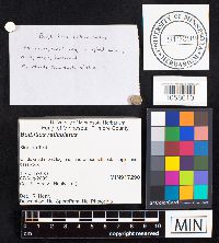 Media resource of Bolbitius reticulatus