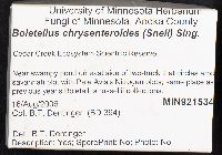 Boletellus chrysenteroides image