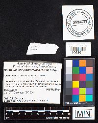 Boletellus chrysenteroides image