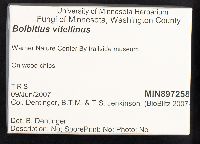 Bolbitius vitellinus image