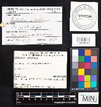 Bolbitius vitellinus image