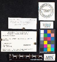 Bolbitius vitellinus image