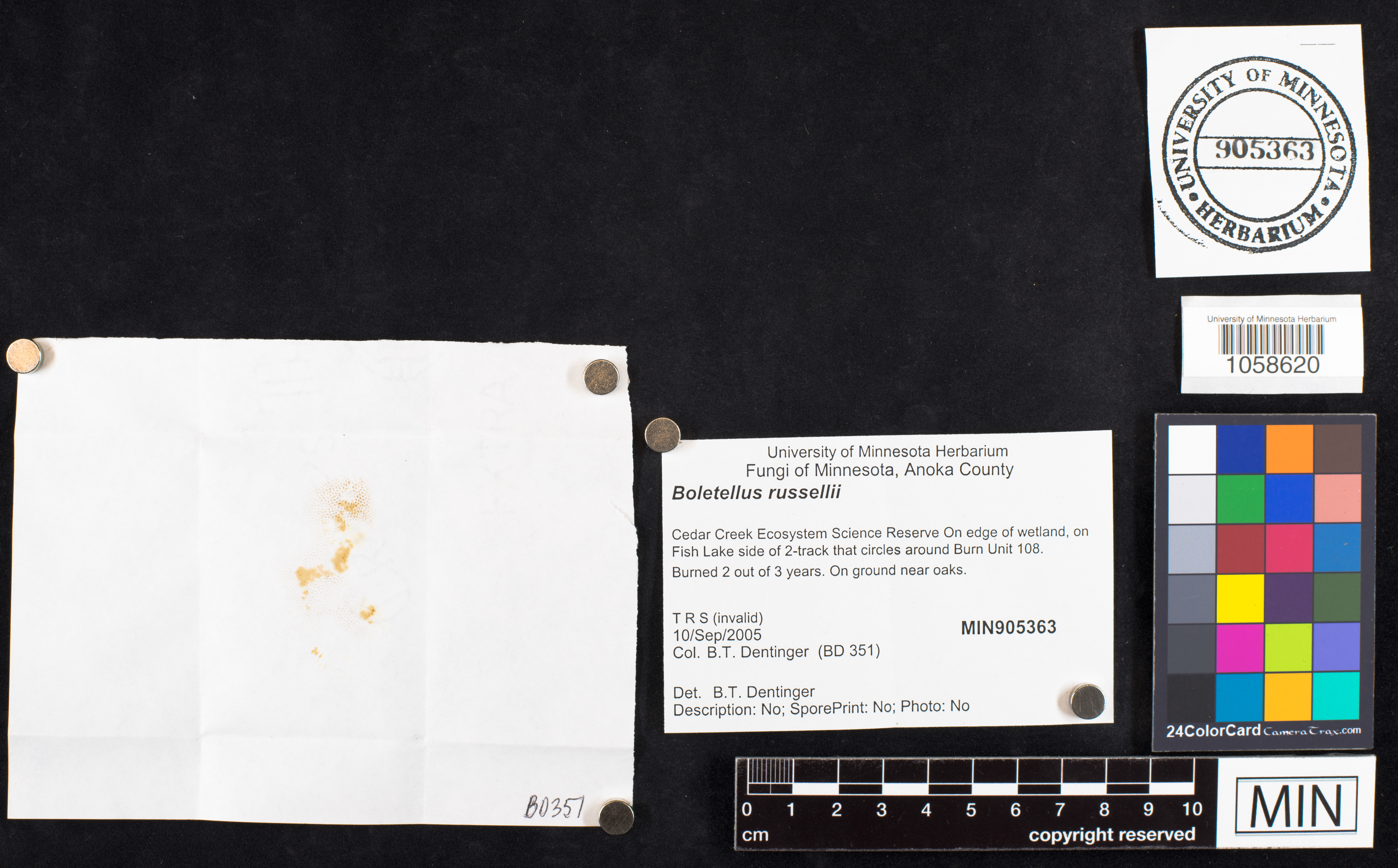 Boletellus image