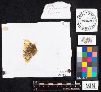 Boletellus russellii image