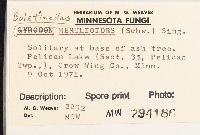 Boletinellus merulioides image