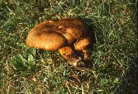 Boletinellus merulioides image