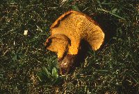 Boletinellus merulioides image