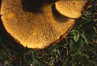 Boletinellus merulioides image